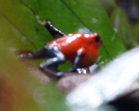 red frog